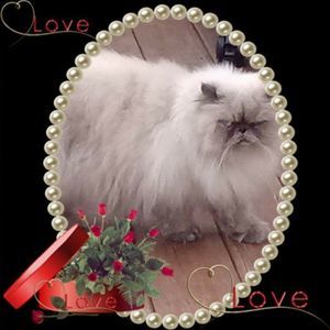 Meet your Posher, Kara